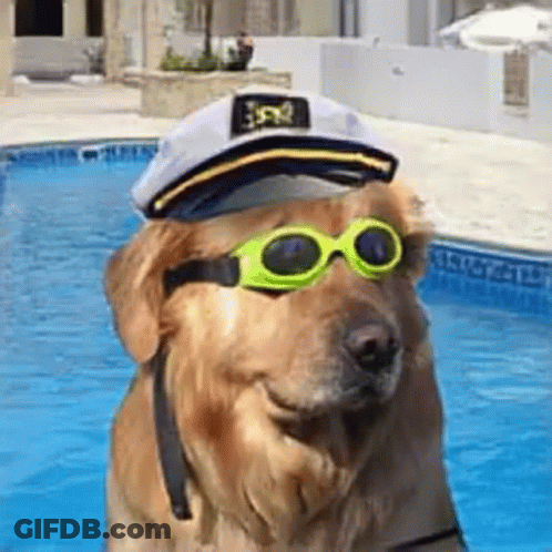 A Dog Wearing A Captain 'S Hat And Goggles Is Standing In A Pool . GIF