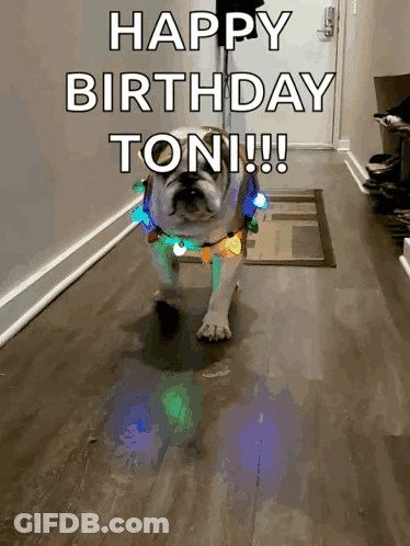 A Dog Wearing A Christmas Light Necklace Says Happy Birthday Toni !!! GIF