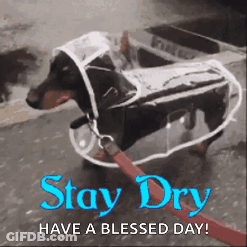 A Dog Wearing A Clear Raincoat On A Leash GIF