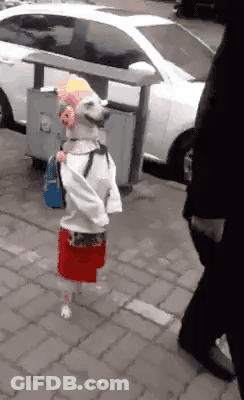 A Dog Wearing A Clown Costume And A Backpack Is Walking Down A Sidewalk . GIF