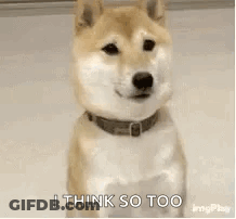 A Dog Wearing A Collar Is Sitting On The Floor And Saying `` Yep I Think So Too '' . GIF