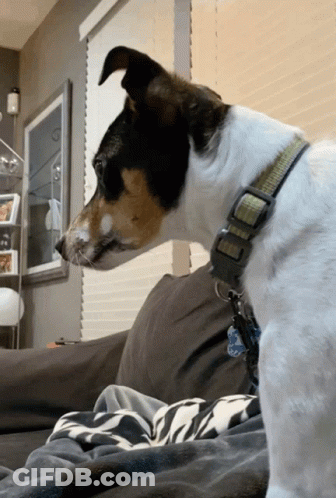 A Dog Wearing A Collar With A Tag That Says ' I Love You ' On It Sits On A Couch GIF