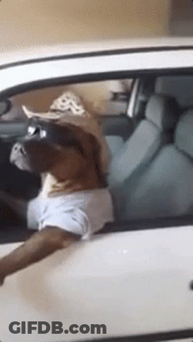 A Dog Wearing A Cowboy Hat And Sunglasses Is Driving A Car GIF