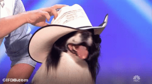 A Dog Wearing A Cowboy Hat Is On A Nbc Show GIF