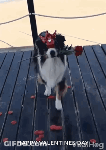 A Dog Wearing A Crown And Holding A Rose In Its Mouth Is Walking On A Wooden Deck . GIF