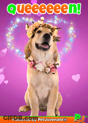 A Dog Wearing A Flower Crown With The Words Queeeeeen Behind It GIF