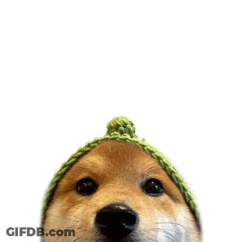 A Dog Wearing A Green Hat With The Word Yikes Written Above It GIF