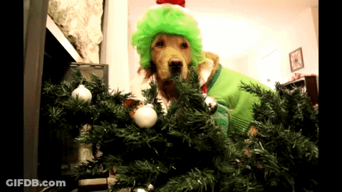 A Dog Wearing A Green Wig And A Green Sweater Standing Next To A Christmas Tree GIF
