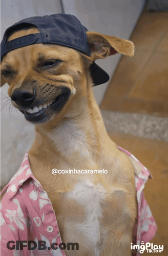 A Dog Wearing A Hat And A Pink Shirt With The Name Coxinhacaramelo On It GIF