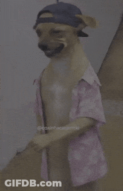 A Dog Wearing A Hat And A Shirt With The Hashtag @Coxinhascaramelo GIF