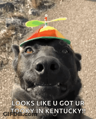 A Dog Wearing A Hat That Says Looks Like U Got Ur Tooky In Kentucky GIF