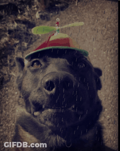 A Dog Wearing A Hat With A Green Propeller On Top GIF