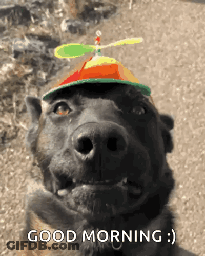 A Dog Wearing A Hat With A Propeller On It And The Words Good Morning Below It GIF