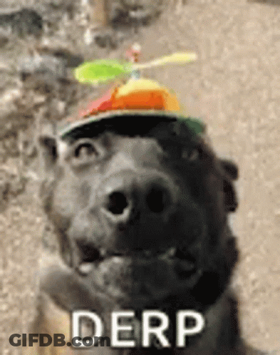 A Dog Wearing A Hat With A Propeller On Top Of It And The Word Derp On The Bottom GIF