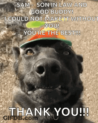A Dog Wearing A Hat With The Words Sam Son In Law And Good Buddy I Could Not Make It With You You 'Re The Best GIF