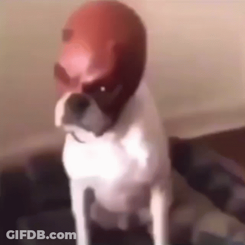 A Dog Wearing A Helmet Is Sitting On A Bed . GIF