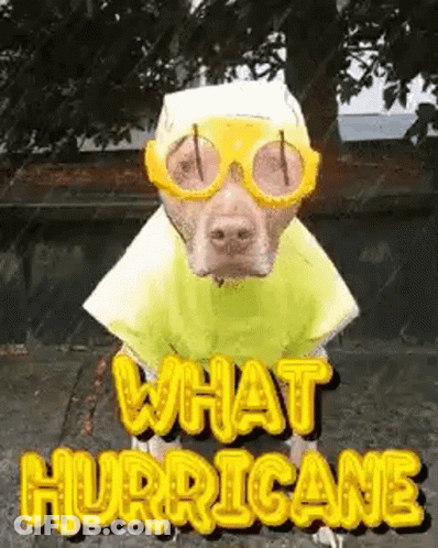 A Dog Wearing A Hurricane Costume And Goggles . GIF