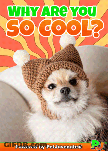 A Dog Wearing A Knitted Hat With The Words " Why Are You So Cool " Written Above It GIF