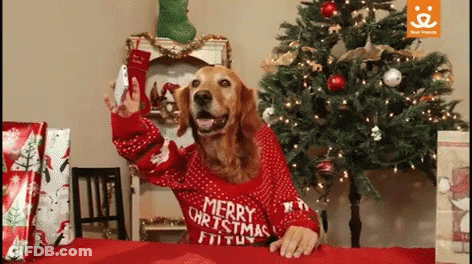 A Dog Wearing A Merry Christmas Sweater Holds A Cell Phone GIF