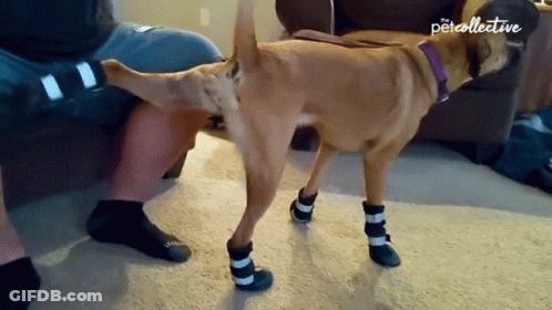 A Dog Wearing A Pair Of Boots Is Standing Next To A Person 'S Leg GIF