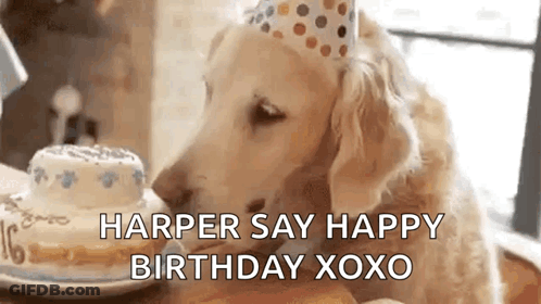 A Dog Wearing A Party Hat Is Licking A Birthday Cake On A Table . GIF
