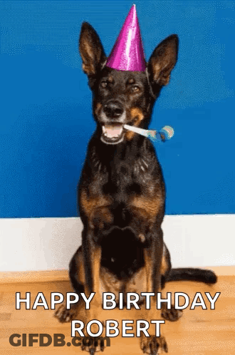 A Dog Wearing A Party Hat With A Party Horn In Its Mouth Says Happy Birthday Robert . GIF