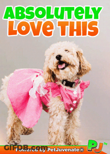 A Dog Wearing A Pink Dress With The Words Absolutely Love This Written Above It GIF
