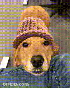 A Dog Wearing A Pink Knitted Hat Is Laying On A Person 'S Lap GIF