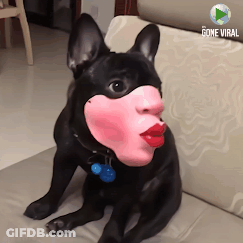 A Dog Wearing A Pink Mask With Red Lips Is Sitting On A Couch GIF