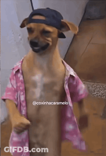 A Dog Wearing A Pink Shirt And A Hat With The Hashtag @Coxinhacaramelo On The Bottom GIF