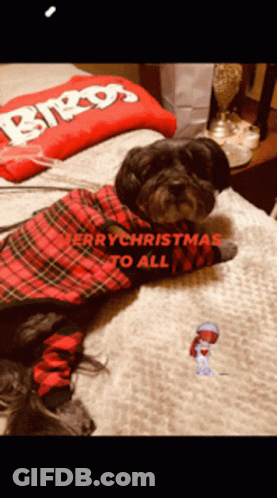 A Dog Wearing A Plaid Shirt Laying On A Bed With The Words Merry Christmas To All Above It GIF