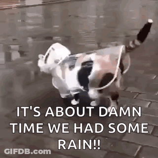 A Dog Wearing A Raincoat Is Walking In The Rain On A Sidewalk . GIF