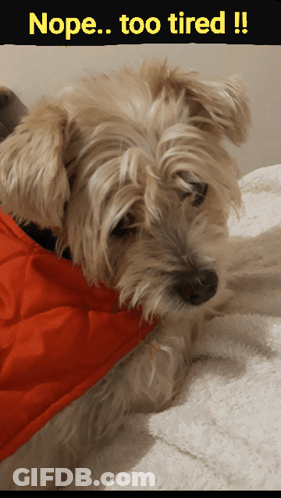 A Dog Wearing A Red Jacket Is Laying On A Bed With The Caption Nope Too Tired GIF