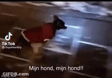 A Dog Wearing A Red Jacket Is Running Down A Street And Says Mijn Hond , Mijn Hond ! GIF