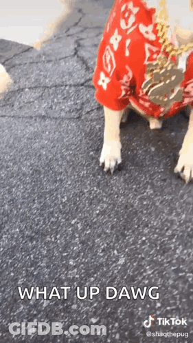 A Dog Wearing A Red Shirt Is Standing On The Ground And Says What Up Dawg . GIF