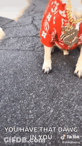 A Dog Wearing A Red Shirt With The Words `` You Have That Dawg In You '' Written On It . GIF
