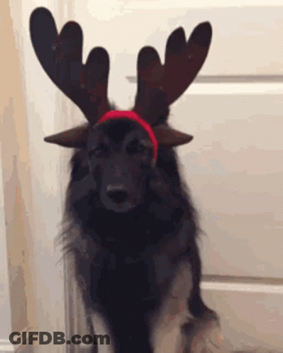 A Dog Wearing A Reindeer Antlers Headband GIF