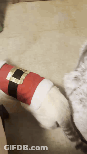 A Dog Wearing A Santa Suit Is Standing Next To Another Dog GIF