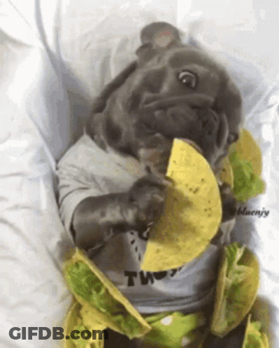 Dog Wearing Two Shirt Eating Tacos GIF