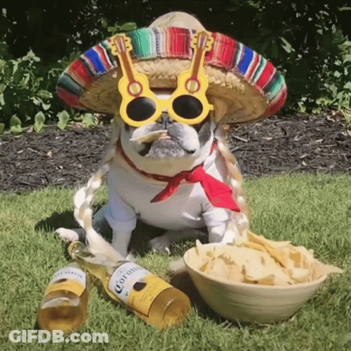 A Dog Wearing A Sombrero And Sunglasses Sits Next To A Bottle Of Corona And A Bowl Of Chips GIF