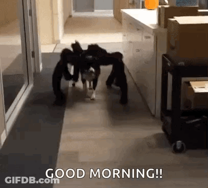 A Dog Wearing A Spider Costume Is Walking Down A Hallway And Says Good Morning ! GIF