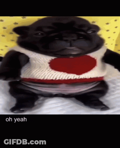 A Dog Wearing A Sweater With A Heart On It GIF
