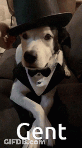 A Dog Wearing A Top Hat And Bow Tie Is Sitting On A Couch And Says Gent GIF