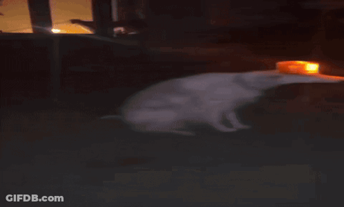 A Dog Wearing A Top Hat With A Light On It GIF