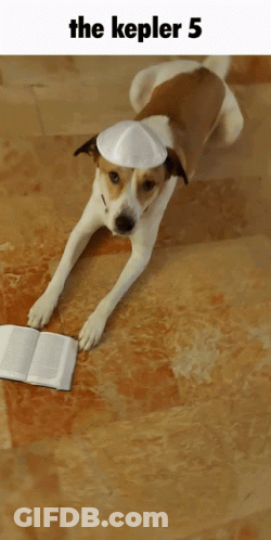 A Dog Wearing A White Hat Is Laying On A Tiled Floor Next To An Open Book With The Caption The Kepler 5 GIF