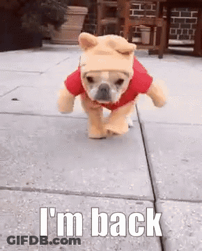 A Dog Wearing A Winnie Pooh Costume Is Running On A Sidewalk . GIF