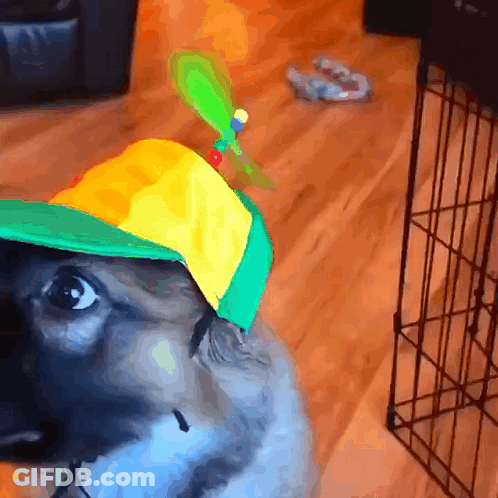 A Dog Wearing A Yellow And Green Hat With A Green Propeller On It GIF