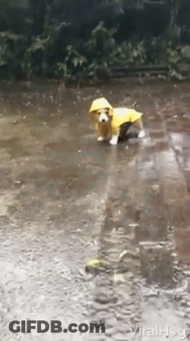 A Dog Wearing A Yellow Raincoat Is Walking Through A Puddle Of Water GIF