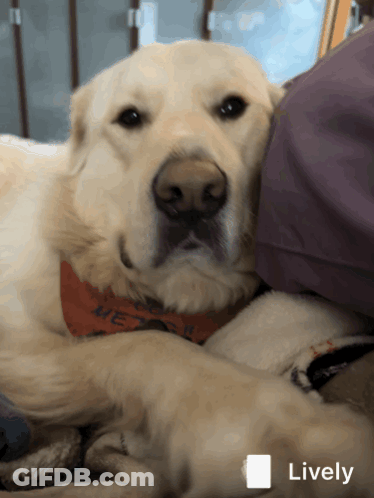 A Dog Wearing An Orange Bandana That Says " We Love You " GIF