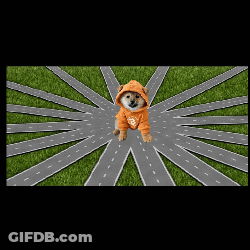 A Dog Wearing An Orange Hoodie With The Letter B On It Is Standing In The Middle Of A Road GIF
